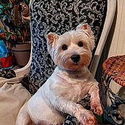 Oly a rejoint le concours — aidez-le/la à gagner de superbes lots ! animal, armchair, black_nose, cozy, dark_eyes, dog, fluffy, houseplant, indoor, lounging, patterned_fabric, pet, pointy_ears, portrait, sitting, small_dog, westie, white_dog, white_fur, wicker_table