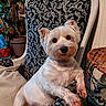 animal, armchair, black_nose, cozy, dark_eyes, dog, fluffy, houseplant, indoor, lounging, patterned_fabric, pet, pointy_ears, portrait, sitting, small_dog, westie, white_dog, white_fur, wicker_table