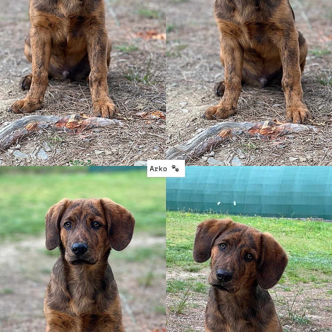 Arko participe au concours pour gagner de l'argent avec cette photo : animal, art, beagle, boxer, bulldog, canine, collage, dog, goldenretriever, grass, hound, labradorretriever, lawn, nature, outdoors, pet, plant, pointer, puppy, snout