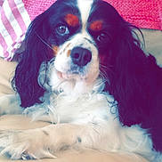 Lady Kelly participe au concours pour gagner de l'argent avec cette photo : carnivoran, cavalier_king_charles_spaniel, companion_dog, dog, dog_breed, dog_breed_group, dog_like_mammal, king_charles_spaniel, puppy, snout, spaniel, vertebrate