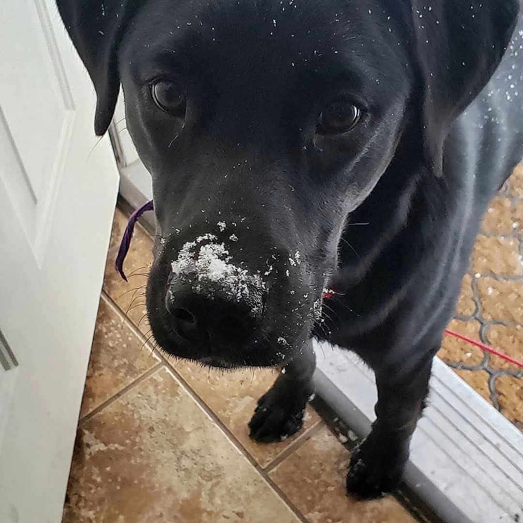 Fracture is registered to the contest to win money with this photo: animal, black_dog, canine, close_up, companion, curious, dog, door, flooring, house, indoor, looking_up, nose, paw, pet, snow, snowflakes, tile_floor, wet_nose, winter