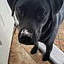 animal, black_dog, black_fur, canine, close_up, companion, curious, cute, dog, door, house, indoor, looking, nose, paw, pet, portrait, snow, tile_floor, winter