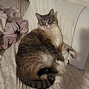 Charlie is registered to the contest to win money with this photo: cat, tabby, pet, indoor, bed, blanket, pillow, fur, relaxed, animal, cute, sleepy, cozy, whiskers, tail, striped, domestic, resting, comfort, feline