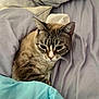 Charlie is registered to the contest to win money with this photo: animal, bed, blanket, cat, cozy, cute, domestic, feline, fur, indoor, mammal, nap, pet, pillow, relaxed, resting, sleepy, soft, tabby, whiskers