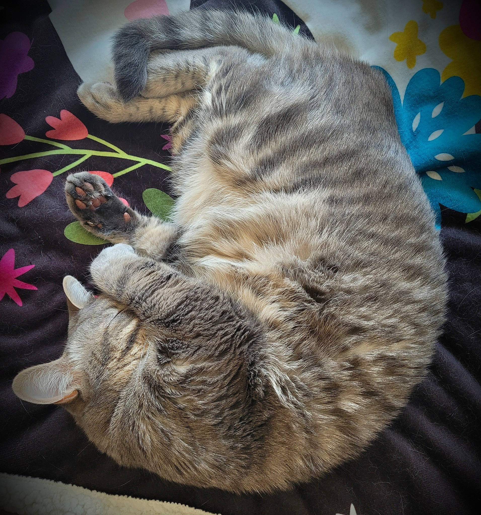 Baby is registered to the contest to win money with this photo: carnivore, cat, claw, domestic_short_haired_cat, fawn, felidae, fur, gesture, military_camouflage, pattern, paw, small_to_medium_sized_cats, snout, tail, terrestrial_animal, whiskers, wildlife