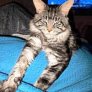 Willow a rejoint le concours — aidez-le/la à gagner de superbes lots ! cat, tabby, pet, indoor, blue_blanket, stretching, feline, paw, fur, whiskers, eyes, television, background, cozy, resting, closeup, animal, domestic, texture, relaxed