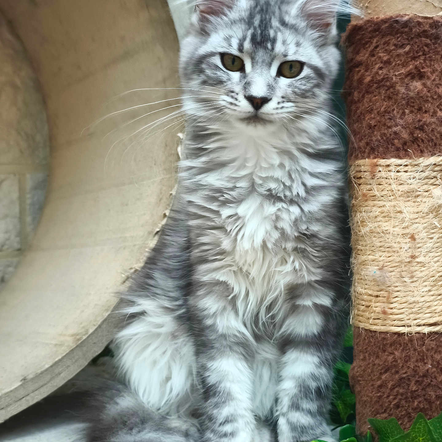 Annelle a rejoint le concours — aidez-le/la à gagner de superbes lots ! cat, fluffy, gray, white, sitting, scratching_post, cardboard_tunnel, whiskers, tail, ears, fur, pet, animal, indoor, curious, closeup, portrait, green_leaves, floor, feline