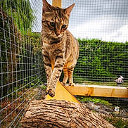 Maya a rejoint le concours — aidez-le/la à gagner de superbes lots ! cat, tabby, wood, log, mesh_fence, outdoor, garden, greenery, animal, pet, curious, enclosure, nature, tree_bark, cloudy_sky, wooden_beam, walking, feline, daylight, closeup