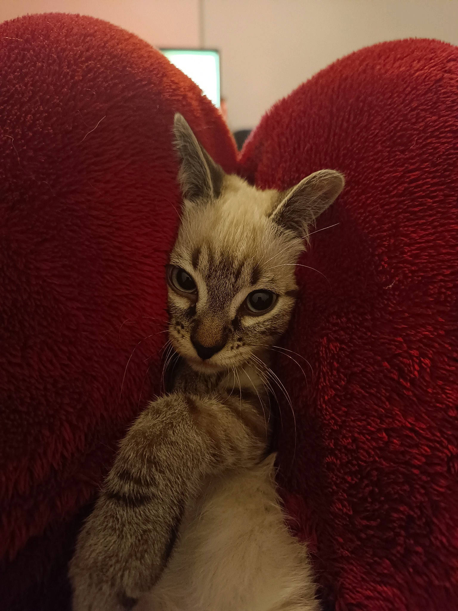 Yuki participe au concours pour gagner de l'argent avec cette photo : carnivore, cat, cat_bed, cat_supply, comfort, domestic_short_haired_cat, ear, fawn, felidae, fur, oriental_shorthair, paw, small_to_medium_sized_cats, snout, tail, terrestrial_animal, whiskers