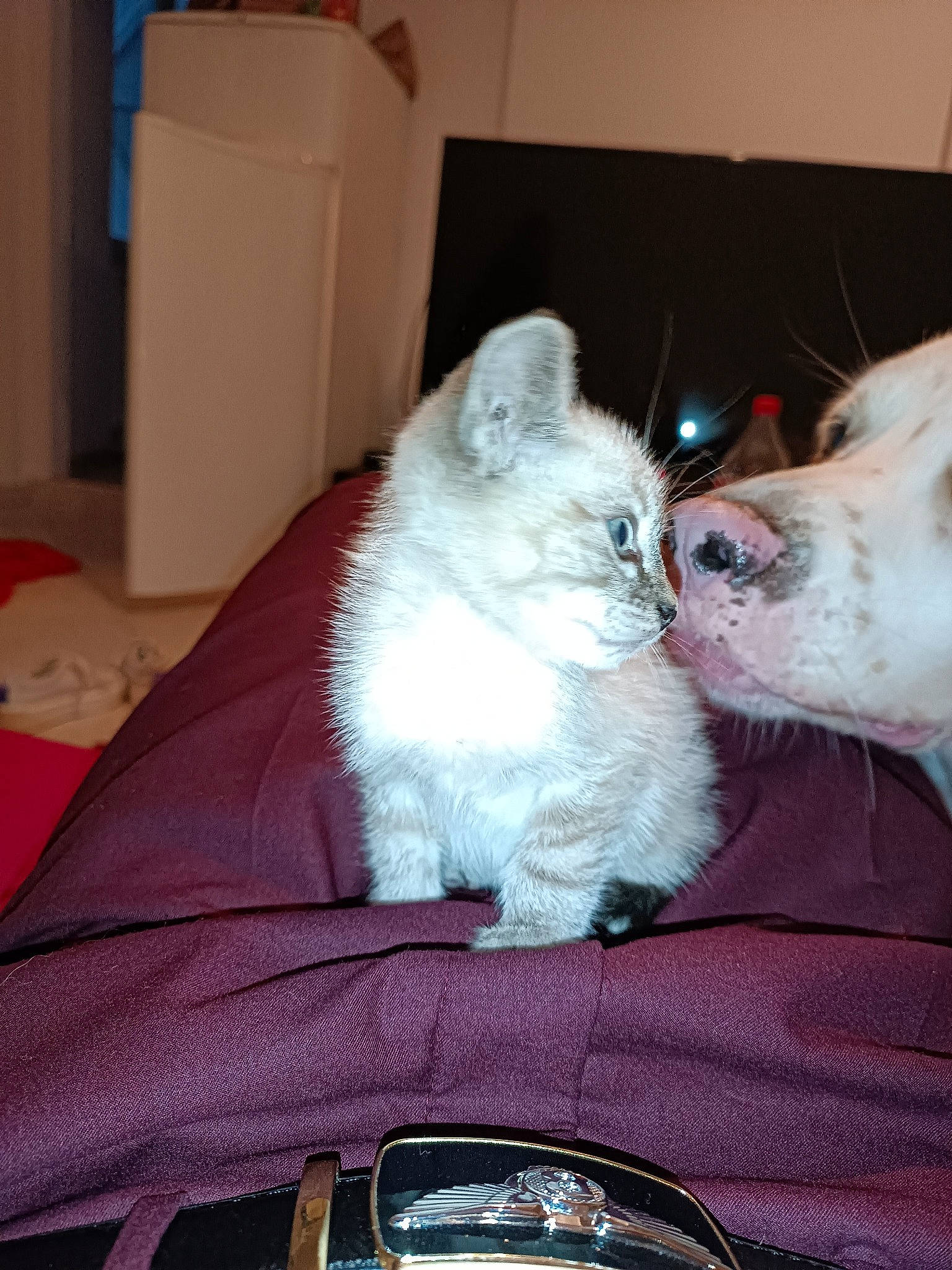 Yuki a rejoint le concours — aidez-le/la à gagner de superbes lots ! canidae, carnivore, cat, comfort, companion_dog, dog, dog_breed, domestic_short_haired_cat, fawn, felidae, fur, lap, linens, nap, paw, sleep, small_to_medium_sized_cats, snout, toy_dog, whiskers