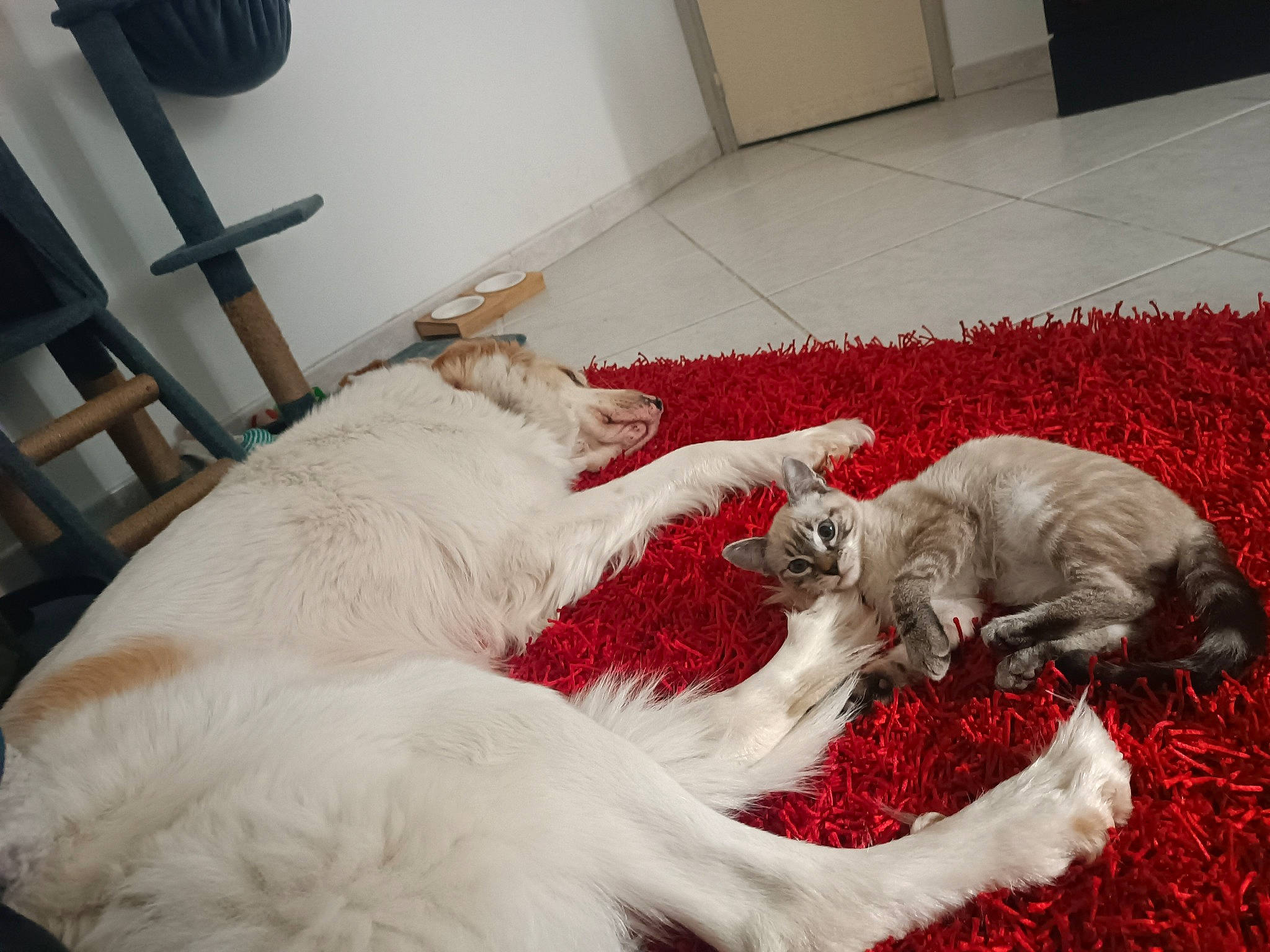 Yuki participe au concours pour gagner de l'argent avec cette photo : canidae, carnivore, chair, comfort, companion_dog, dog, dog_breed, fang, fawn, felidae, flooring, fur, kuvasz, mechanical_fan, paw, small_to_medium_sized_cats, sporting_group, tail, terrestrial_animal, working_animal