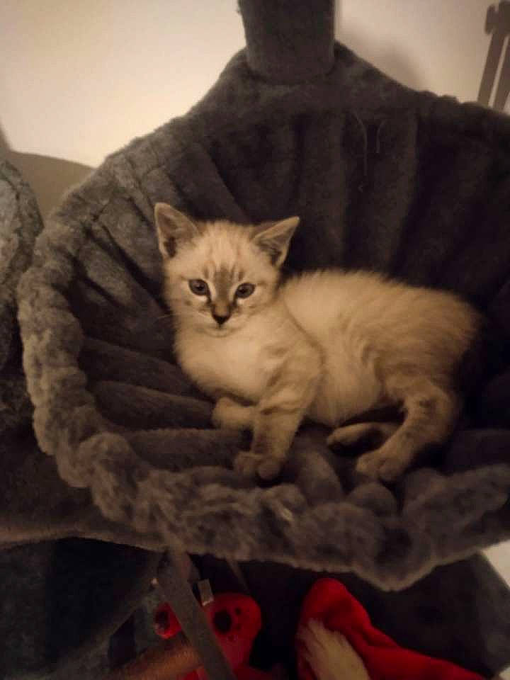 Yuki a rejoint le concours — aidez-le/la à gagner de superbes lots ! carnivore, cat, cat_bed, cat_supply, claw, comfort, domestic_short_haired_cat, fawn, felidae, fur, jaw, paw, pet_supply, sitting, small_to_medium_sized_cats, snout, tail, terrestrial_animal, whiskers