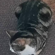 Cali Coe is registered to the contest to win money with this photo: blurry, carpet, cat, close_up, cute, domestic_cat, ears, floor, furry, grainy, indoor, pet, portrait, resting, sleeping_pose, striped_fur, tabby_cat, top_down, whiskers, white_markings