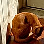 cat, cozy, curled_up, domestic, door, door_frame, ear, fur, ginger_cat, grooming, home, indoor, pet, shadow, sitting, sunbeam, sunlight, tail, warm_tone, wooden_floor