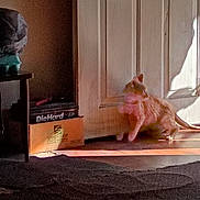 Orangie joined the competition — help win amazing prizes! cardboard_box, carpet, cat, cozy, diehard_box, door, ginger_cat, grooming, hardwood_floor, home_interior, indoor, pet, relaxed, shadow, sitting, sunbeam, sunlight, tabby_cat, table, window_light