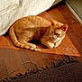 cat, curled, domestic_cat, door, entryway, feline, fringe, indoor, orange_cat, paw, pet, portrait, resting, rug, shadow, sunlight, tabby, tail, whiskers, wooden_floor