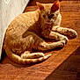 cat, cozy, domestic_animal, door, ear, feline, ginger_cat, hardwood_floor, home, indoor, lounging, orange_fur, paw, pet, portrait, shadow, sun_patch, sunlight, tail, whiskers
