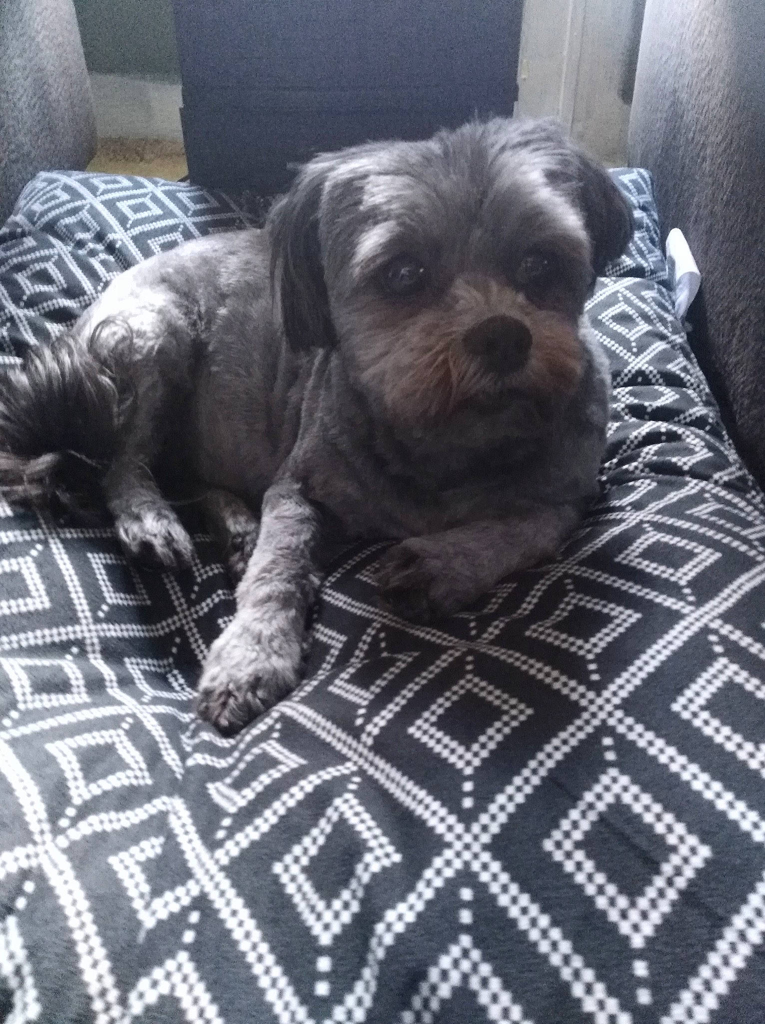 Mei Lee joined the competition — help win amazing prizes! canidae, carnivore, comfort, companion_dog, dog, dog_breed, fawn, floor, flooring, fur, grey, liver, pattern, plaid, small_terrier, snout, sporting_group, terrier, toy_dog, working_animal