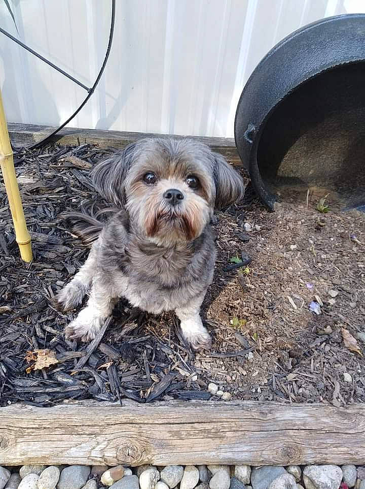 Mei Lee joined the competition — help win amazing prizes! automotive_tire, carnivore, companion_dog, dog, dog_breed, dog_supply, fur, liver, mal_shi, mammal, road_surface, shih_tzu, small_terrier, soil, terrestrial_animal, terrier, toy_dog, wood, working_animal, wrinkle