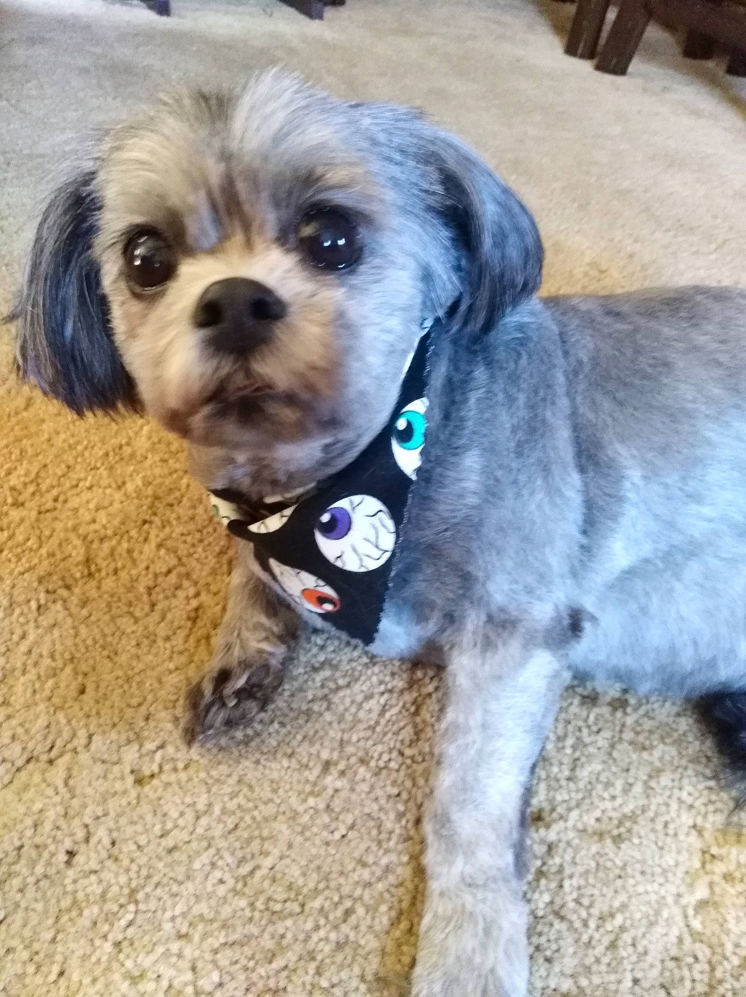 Mei Lee is registered to the contest to win money with this photo: canidae, carnivore, collar, companion_dog, dog, dog_breed, dog_clothes, dog_collar, dog_supply, fur, leash, liver, personal_protective_equipment, pet_supply, small_terrier, snout, sporting_group, terrier, toy_dog, working_animal