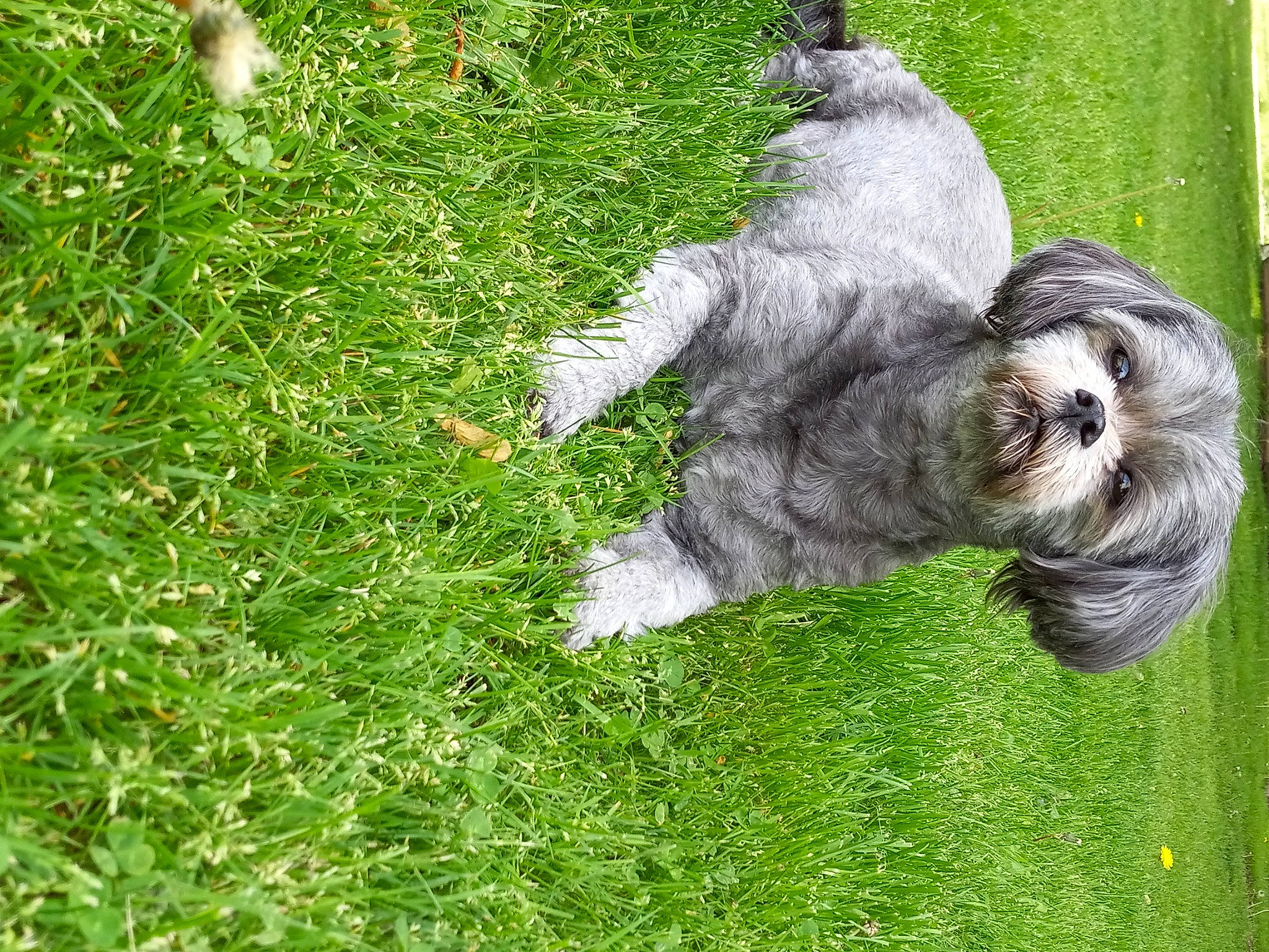 Mei Lee joined the competition — help win amazing prizes! canidae, carnivore, companion_dog, dog, dog_breed, fur, grass, grassland, groundcover, lawn, non_sporting_group, paw, plant, schnauzer, small_terrier, sporting_group, tail, terrier, toy_dog, working_animal