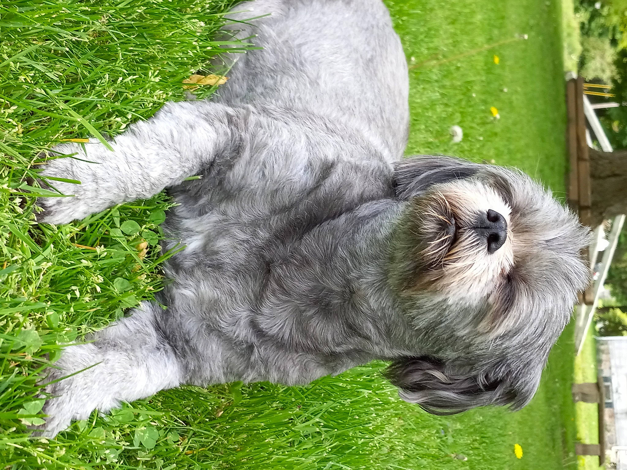 Mei Lee is registered to the contest to win money with this photo: canidae, carnivore, companion_dog, dog, dog_breed, felidae, fur, grass, green, groundcover, plant, schnauzer, snout, sporting_group, tail, terrestrial_animal, terrier, toy_dog, whiskers, working_animal