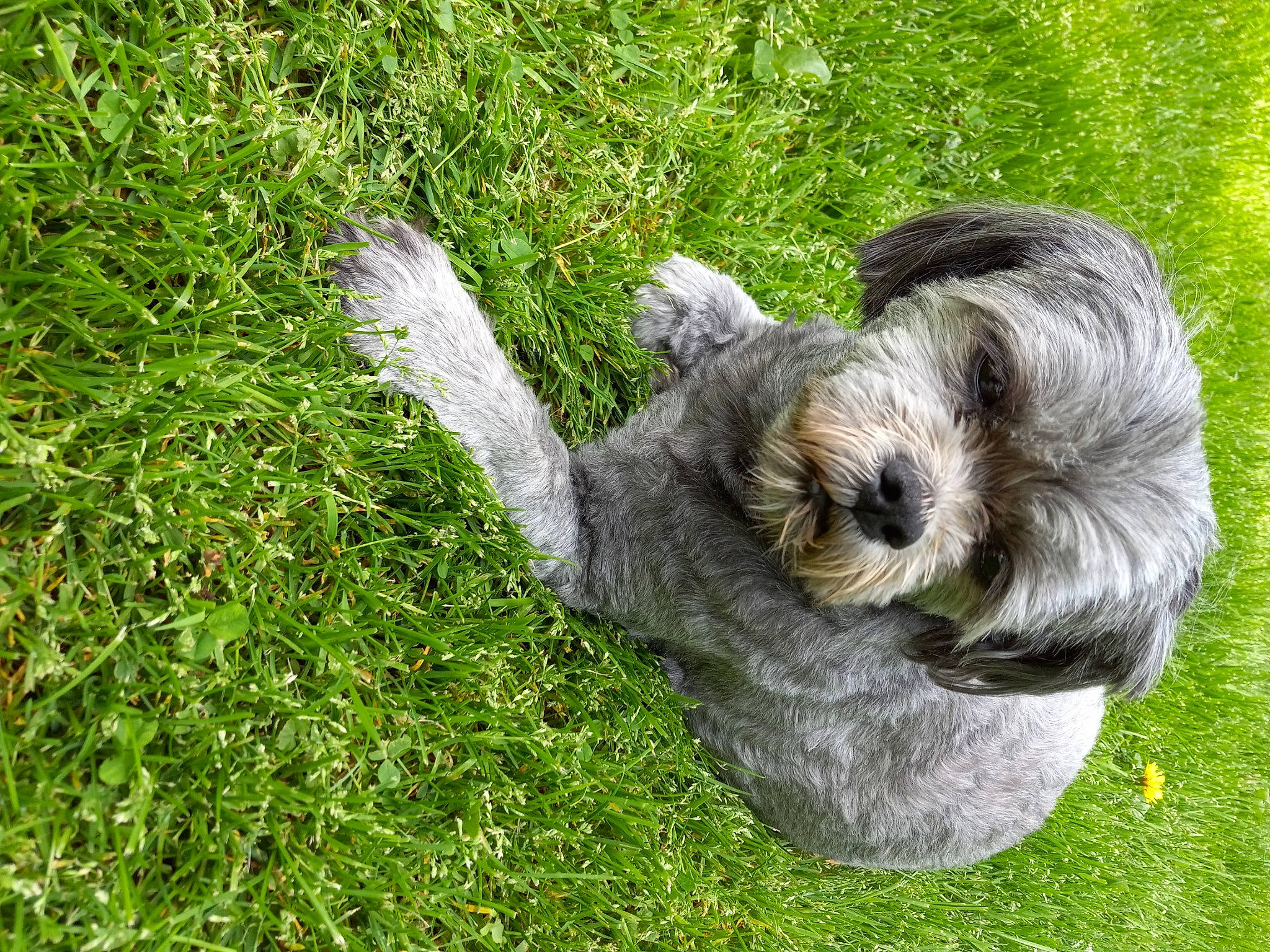 Mei Lee is registered to the contest to win money with this photo: circle, companion_dog, dog_breed, fur, grass, grass_family, grassland, groundcover, horse, pasture, plant, terrestrial_animal, toy, tree, working_animal