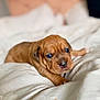 animal, bed, blanket, brown, canine, cozy, cute, dog, eyes, face, fur, indoor, nose, paw, pet, puppy, resting, sleepy, small, young