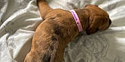 Moana joined the competition — help win amazing prizes! animal, bed, blanket, brown, canine, collar, comfort, cute, dog, domestic_animal, fur, indoor, pattern, pet, puppy, resting, sleeping, small_animal, soft, young