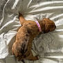 animal, bed, blanket, brown, canine, collar, comfort, cute, dog, domestic_animal, fur, indoor, pattern, pet, puppy, resting, sleeping, small_animal, soft, young