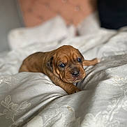 Moana joined the competition — help win amazing prizes! animal, bed, blanket, brown, closeup, cozy, cute, dog, domestic, fur, indoor, light, mammal, pet, puppy, resting, sleepy, snout, soft, young
