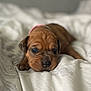 Moana is registered to the contest to win money with this photo: animal, bed, blanket, brown, closeup, cozy, cute, dog, domestic_animal, face, fur, indoors, lying_down, pet, puppy, resting, sleepy, small, soft, young
