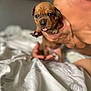 Moana joined the competition — help win amazing prizes! animal, bed, blanket, brown, closeup, cute, dog, expression, face, fur, hand, holding, indoor, person, pet, puppy, skin, tattoo, tongue, young