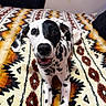 Bailey joined the competition — help win amazing prizes! animal, bed, black_and_white, blanket, brown_eyes, close_up, dalmatian, dog, floppy_ears, happy, indoors, nose, open_mouth, patterned_fabric, pet, portrait, puppy, sitting, smiling, spotted