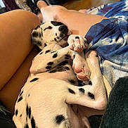 Bailey joined the competition — help win amazing prizes! belly, blanket, claws, cozy, cuddling, cute, dalmatian, dog, indoor, lap, legs, lying_down, paws, person, pet, puppy, relaxed, shoes, sleeping, spotted_coat