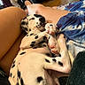 belly, blanket, claws, cozy, cuddling, cute, dalmatian, dog, indoor, lap, legs, lying_down, paws, person, pet, puppy, relaxed, shoes, sleeping, spotted_coat