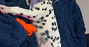Bailey joined the competition — help win amazing prizes! animal, black_and_white, blanket, blue_blanket, close_up, cute, dalmatian, dog, floppy_ears, indoors, lying_down, orange_toy, paws, pet, playful, portrait, puppy, relaxed, spotted, toy