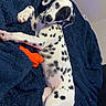 animal, black_and_white, blanket, blue_blanket, close_up, cute, dalmatian, dog, floppy_ears, indoors, lying_down, orange_toy, paws, pet, playful, portrait, puppy, relaxed, spotted, toy