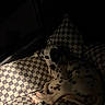 Bailey is registered to the contest to win money with this photo: animal, black_and_white, blanket, checkered, couch, cozy, cushions, dalmatian, dim_lighting, dog, home, indoor, lying_down, pet, portrait, relaxed, resting, sleeping, sofa, spotted