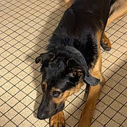 Max a rejoint le concours — aidez-le/la à gagner de superbes lots ! animal, appliance, black_and_tan, canine, cart, collar, dog, ears, floor, home, indoor, large_dog, lying_down, nose, paws, pet, quiet, resting, shadow, tiled_floor