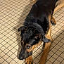 animal, appliance, black_and_tan, canine, cart, collar, dog, ears, floor, home, indoor, large_dog, lying_down, nose, paws, pet, quiet, resting, shadow, tiled_floor