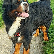 Palo participe au concours pour gagner de l'argent avec cette photo : animal, bernese_mountain_dog, black_fur, brown_fur, canine, daylight, dog, friendly, fur, grass, happy, mammal, nature, outdoor, path, pet, portrait, tongue, walking, white_fur