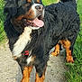 animal, bernese_mountain_dog, black_fur, brown_fur, canine, daylight, dog, friendly, fur, grass, happy, mammal, nature, outdoor, path, pet, portrait, tongue, walking, white_fur