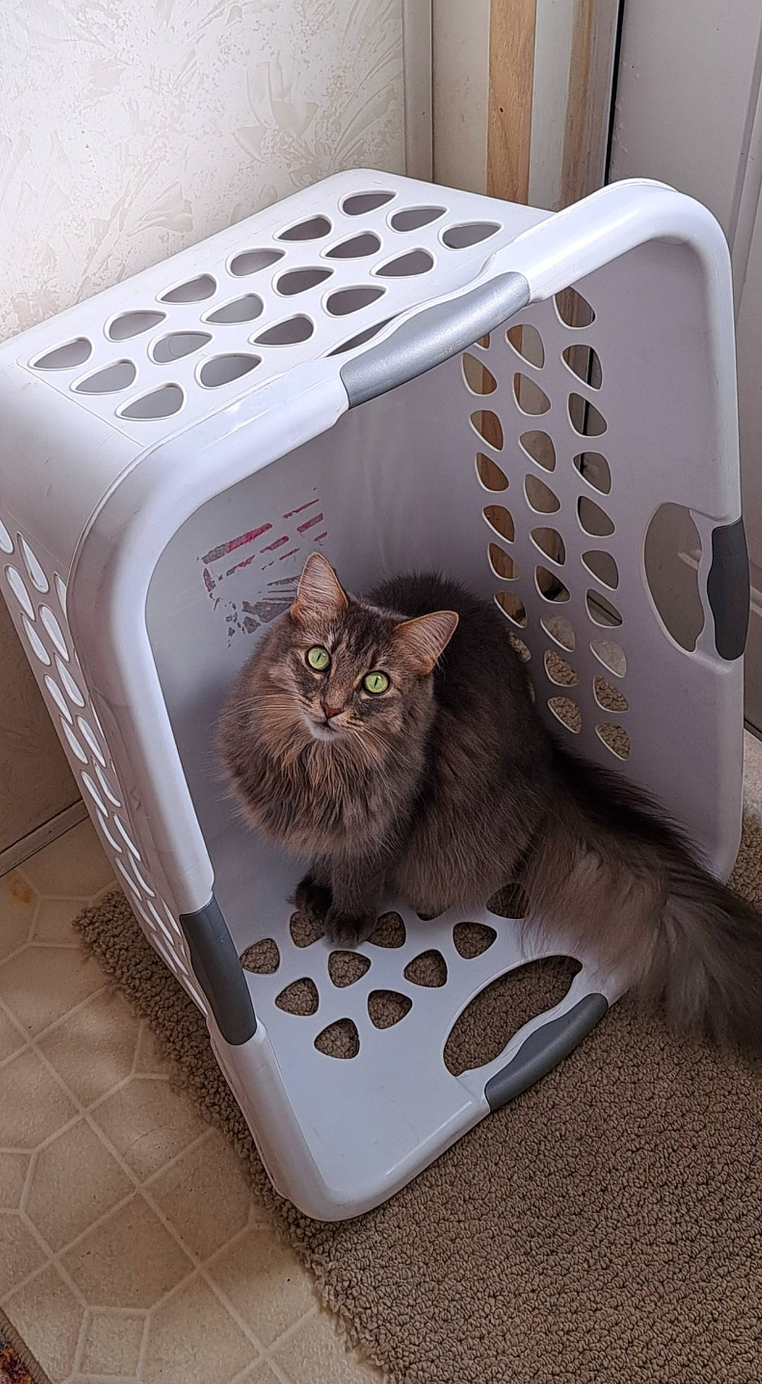 Gracie joined the competition — help win amazing prizes! box, cardboard, carnivore, cat, cat_supply, comfort, domestic_short_haired_cat, electronic_device, felidae, fur, grey, home_appliance, metal, output_device, paw, pet_supply, rectangle, small_to_medium_sized_cats, tail, whiskers