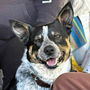 Storm is registered to the contest to win money with this photo: background, black_and_white, canine, casual, close_up, clothing, collar, dog, ears, fabric, friendly, happy, hoodie, indoor, person, pet, seated, sleeve, smiling, speckled