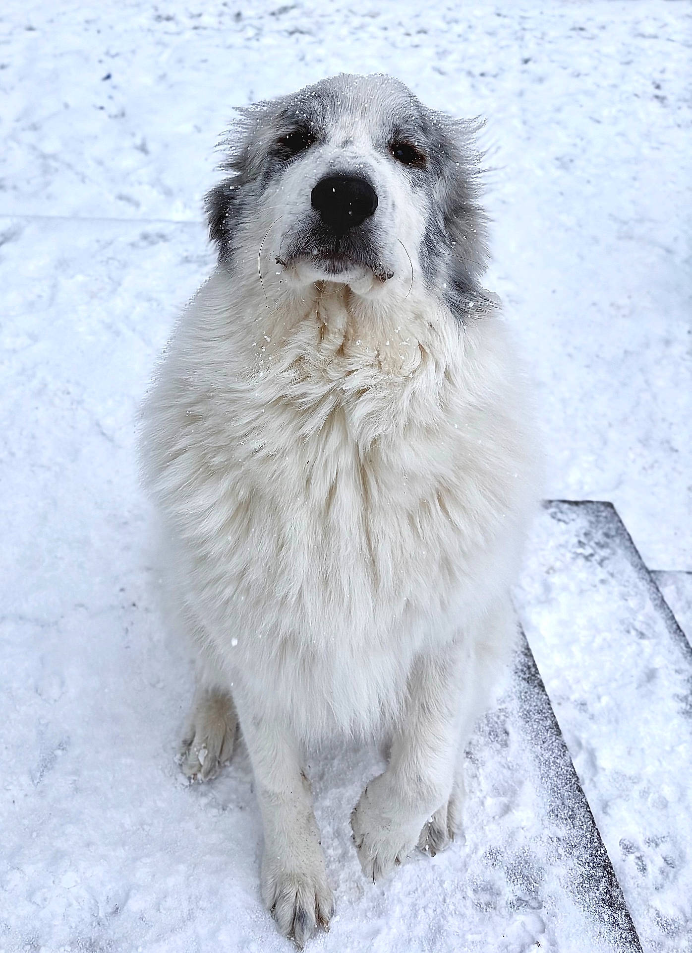 Hugo joined the competition — help win amazing prizes! animal, canine, cold, cute, daylight, dog, fluffy, friendly, frozen, fur, mammal, nature, outdoor, paw, pet, portrait, sitting, snow, white, winter
