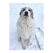 Hugo is registered to the contest to win money with this photo: dog, snow, outdoor, white_fur, gray_fur, fluffy, pet, animal, winter, cold, sitting, paw, canine, fur, nature, quiet, calm, portrait, looking_up, serene