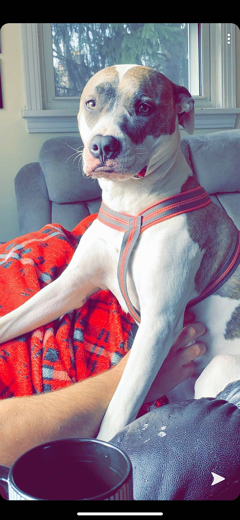 Delilah is registered to the contest to win money with this photo: canidae, carnivore, companion_dog, dog, dog_breed, fawn, mammal, non_sporting_group, pit_bull, snout, whippet