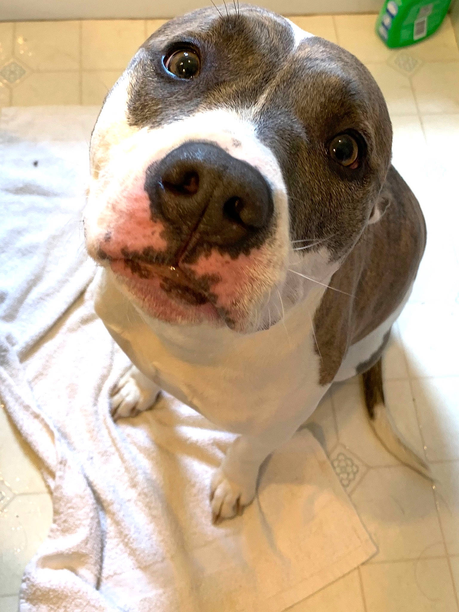 Delilah is registered to the contest to win money with this photo: american_bulldog, american_pit_bull_terrier, american_staffordshire_terrier, canidae, carnivore, dog, dog_breed, fawn, mammal, non_sporting_group, nose, pit_bull, rare_breed_dog, snout, sporting_group, staffordshire_bull_terrier, vertebrate, whiskers