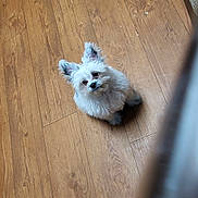 Nena joined the competition — help win amazing prizes! dog, puppy, white, fluffy, ears, wooden_floor, indoor, pet, small_dog, looking_up, cute, animal, companion, fur, adorable, domestic, young_dog, curious, sitting, house